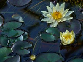 Les Jardins Aquatiques